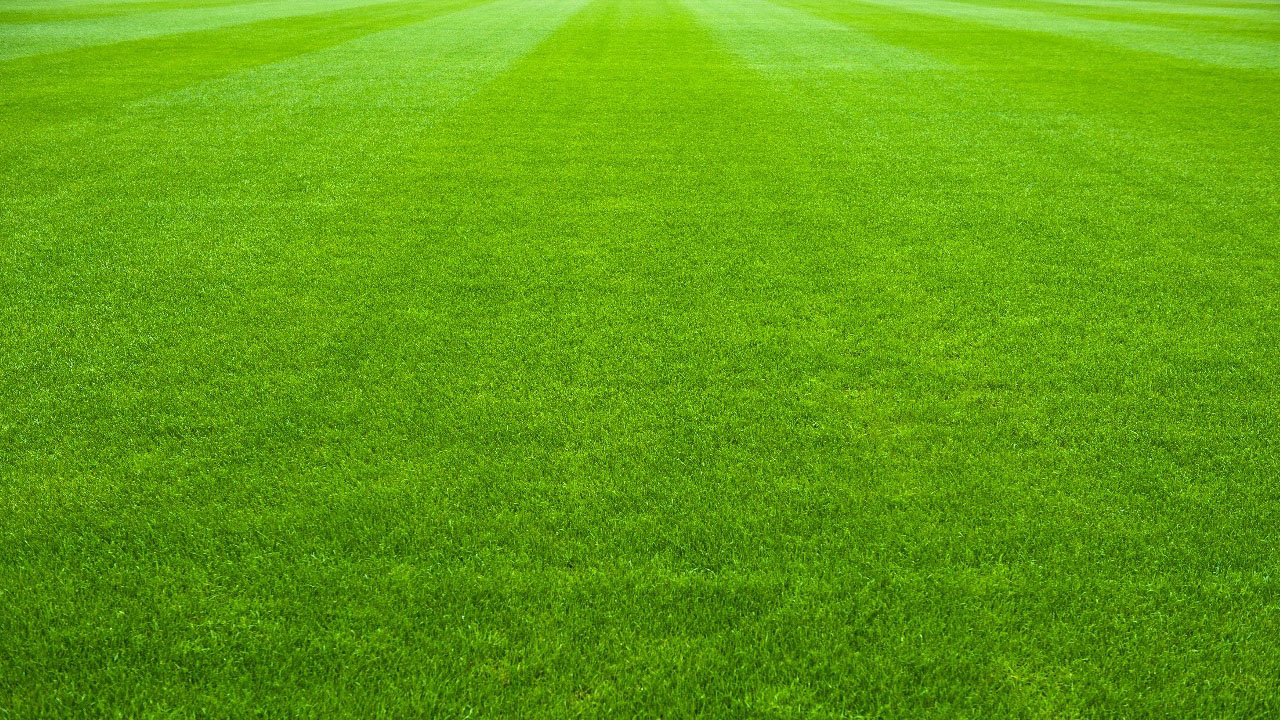 芝_サッカー場