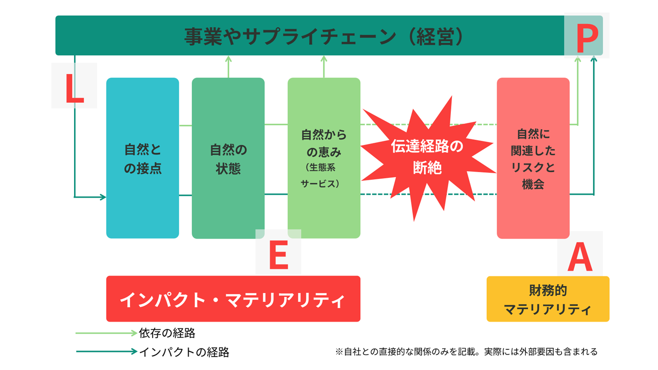 自然への依存・インパクトから経営のリスク・機会への経路がつながりにくい構造