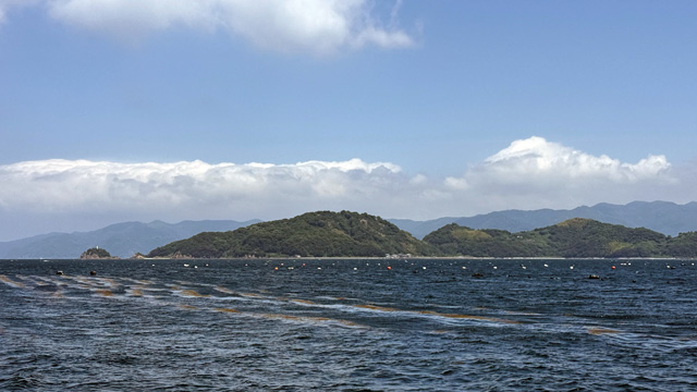 視察当日の宇和海の様子