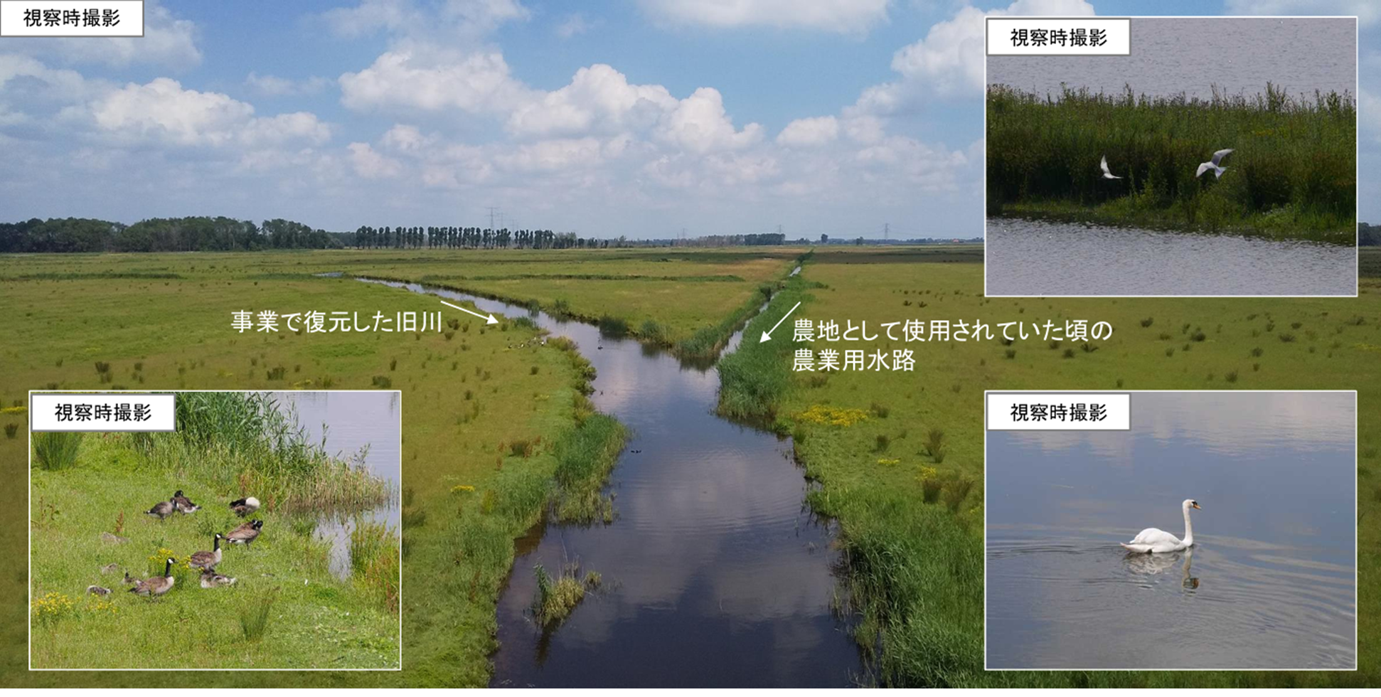 Room for the River政策の一風景
